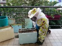 Nidi di api in via Campania, a Venafro